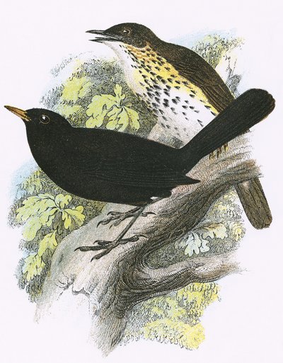 Song-Thrush (top) and Blackbird (bottom) by English School